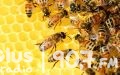 O pszczelarstwie w Muzeum Wsi Radomskiej