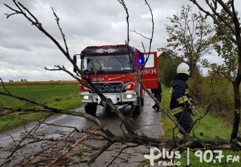 Radomscy strażacy wyjeżdżali do powalonych drzew