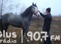 Najpiękniejsze konie w Skaryszewie