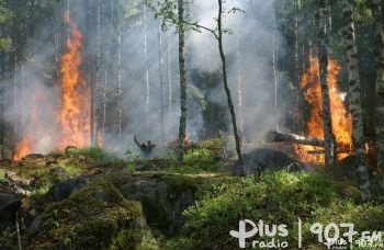 Susza trwa, podpalacze grasują – plaga pożarów lasów i traw