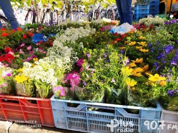 Jakie kwiaty radomianie najczęściej kupują do swoich ogrodów?