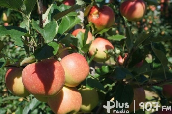 Agnieszka Pasek: 2,7 tys. w ramach nadzwyczajnej pomocy dla producentów jabłek
