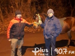 Policjanci okiełznali niesfornego konia