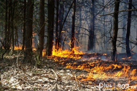 Lasy zagrożone pożarami