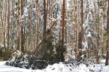 Leśnicy liczą straty w lasach