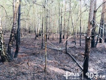 Spłonęło 5 hektarów poszycia leśnego
