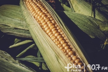 Ważne terminy dla producentów kukurydzy