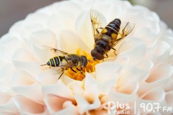 Jaka jest rola pszczół w przyrodzie? Odpowiedz pracą plastyczną i wygraj nagrody!