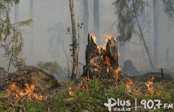 Spłonęły trzy hektary lasu