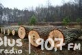 Licytacja szczególnego drewna z lasów RDLP Radom