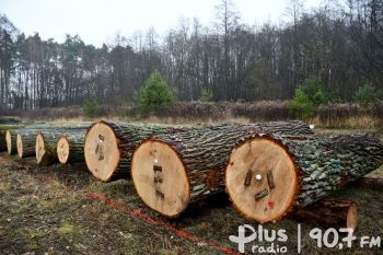 Licytacja szczególnego drewna z lasów RDLP Radom