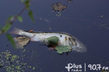 Zablokowanie odpływu i dopływu przyczyną martwych ryb w oczku wodnym