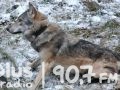 Obserwują wilka z Nadleśnictwa Suchedniów