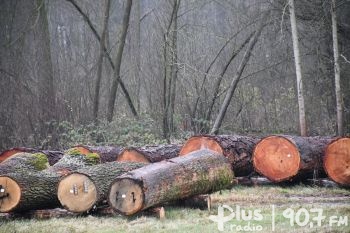 Najcenniejsze drewno z radomskich lasów zostało sprzedane