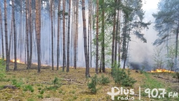 Między Odrzywołem a Pilicą spłonęło 80 ha lasu