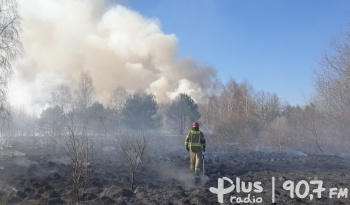 Wielki pożar traw w Skarżysku - Kościelnym [ZDJĘCIA]