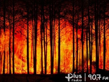 1000 pożarów lasów, z czego prawie 900 w kwietniu