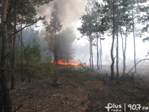 Pożary trawią lasy!