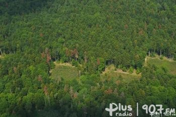 Pierwszy mandat za złamanie zakazu wstępu do lasu