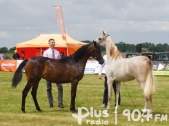 Najpiękniejsze konie arabskie w Piastowie