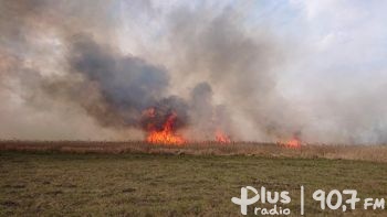 Płonęło 10 hektarów traw