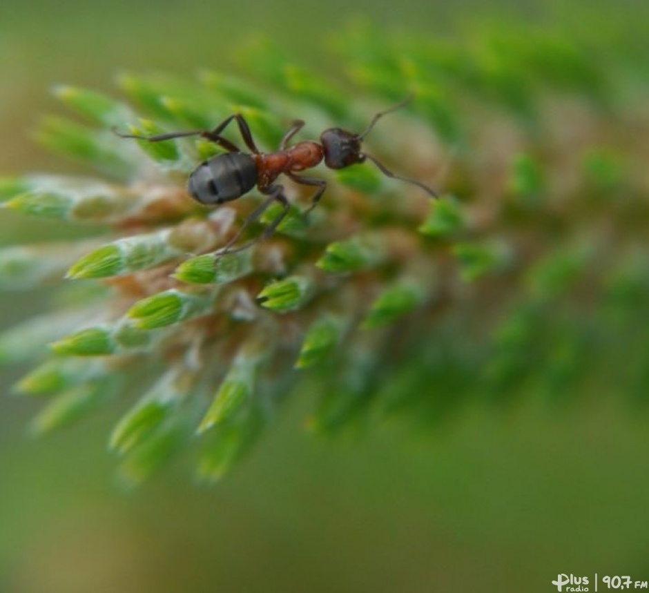 Spójrz w oczy naturze. Fotografie Joanny i Piotra Poprawskich