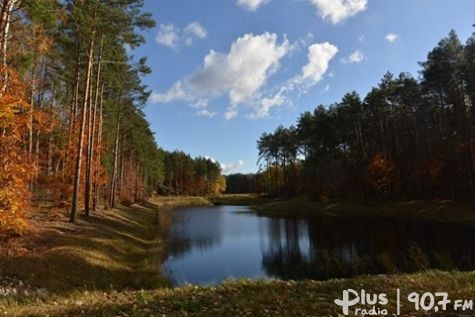 6,5 mln zł dla radomskich lasów