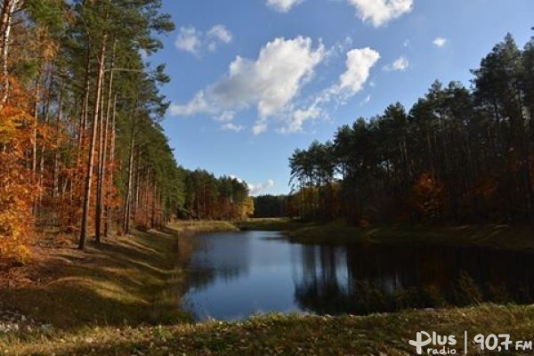 6,5 mln zł dla radomskich lasów