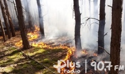 Pożarowe statystyki. Jak się zachować w lesie?