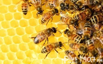 O pszczelarstwie w Muzeum Wsi Radomskiej