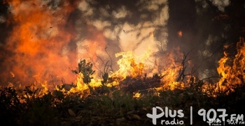 Ogień strawił kolejny hektar lasu