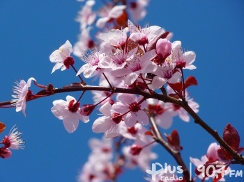 Kwiaty wiśni - Samuraje. Wkrótce nowa wystawa w radomskim muzeum