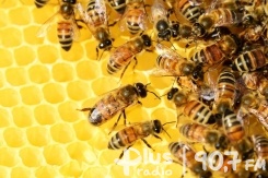 Warsztaty ... pszczelarskie
