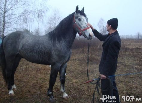 Najpiękniejsze konie w Skaryszewie