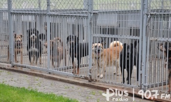 Dzień otwarty w schronisku