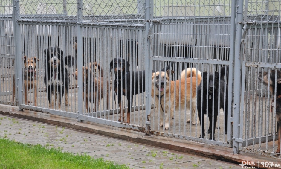 Dzień otwarty w schronisku