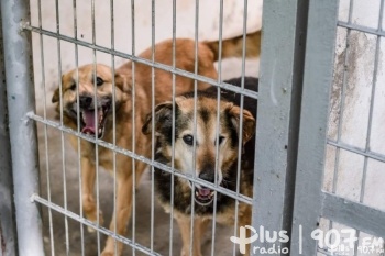 Samorząd Mazowsza pomaga czworonożnym przyjaciołom