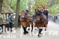 Koń użytkowy w tradycji polskiej