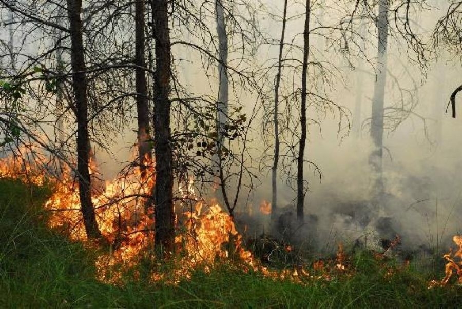 Rośnie zagrożenie pożarowe w lasach