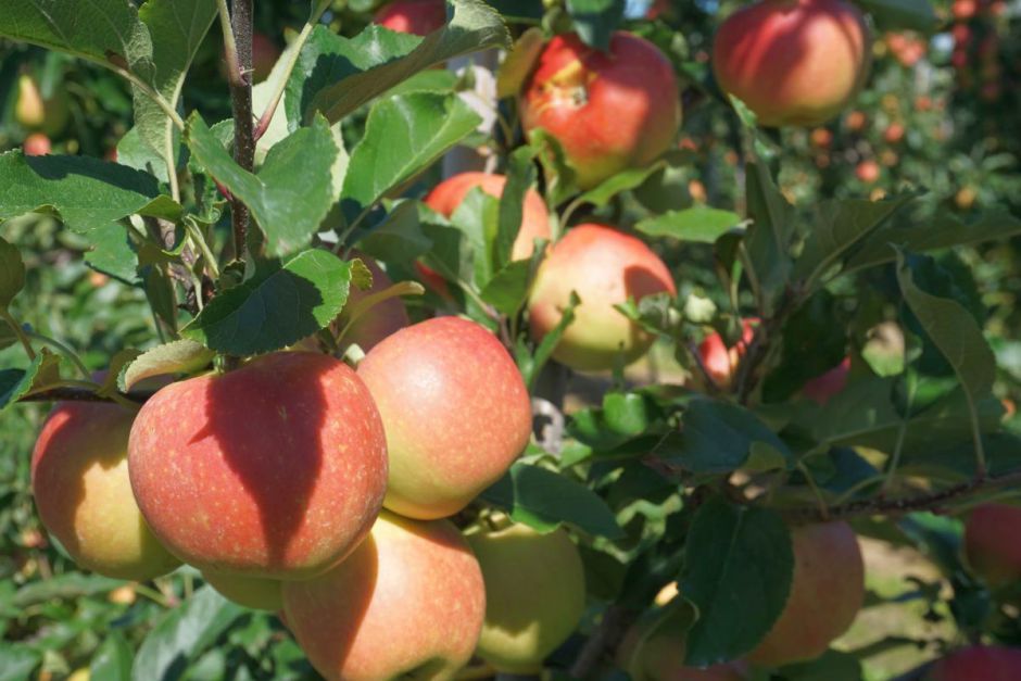Wybierajmy polskie, lokalne produkty nie tylko w Dniu Polskiej Żywności