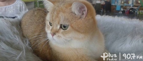 Radom pełen pięknych kotów