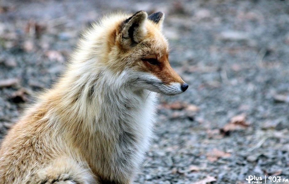 Kolejne przypadki wścieklizny u zwierząt wolno żyjących