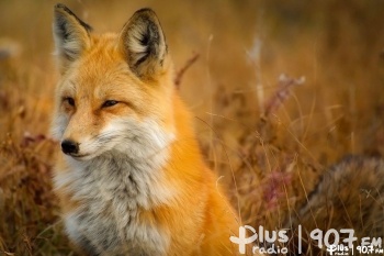 Jesienne szczepienie lisów na terenie województwa mazowieckiego