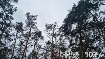 Chore drzewa w Kozienicach zostaną usunięte