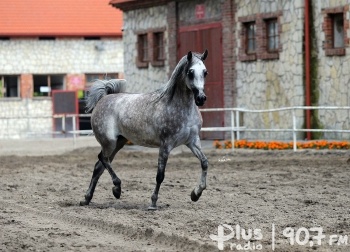 Piękne konie z Michałowa