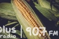 Ważne terminy dla producentów kukurydzy