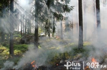 Duży pożar lasu na terenie gminy Odrzywół