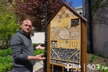 Pszczoły murarki zamieszkały w radomskim muzeum