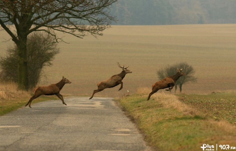 Uwaga! Zwierzęta na drodze!