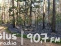Płonął las na terenie leśnictwa Karpówka